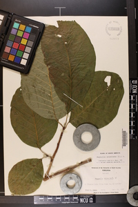 Magnolia acuminata image