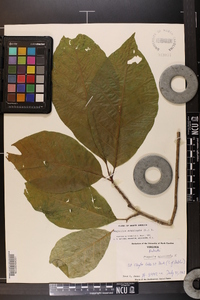 Magnolia acuminata image