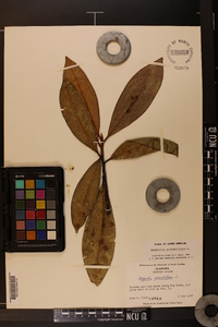 Magnolia grandiflora image