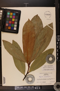 Magnolia grandiflora image