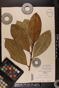 Magnolia grandiflora image