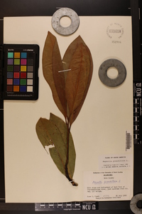 Magnolia grandiflora image