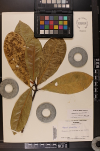 Magnolia grandiflora image