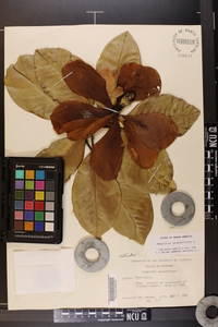 Magnolia grandiflora image