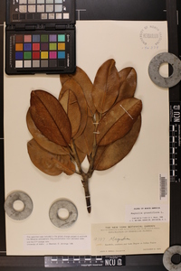 Magnolia grandiflora image