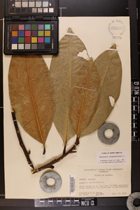 Magnolia grandiflora image