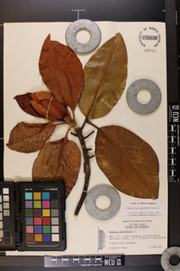 Magnolia grandiflora image