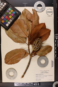 Magnolia grandiflora image