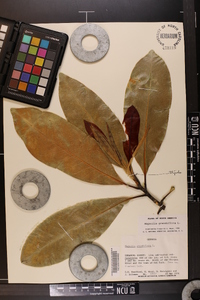 Magnolia grandiflora image