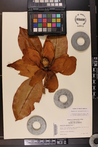 Magnolia grandiflora image