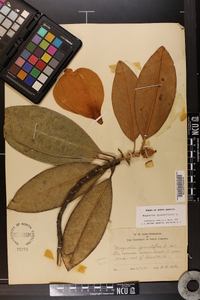 Magnolia grandiflora image