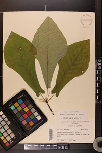 Magnolia pyramidata image