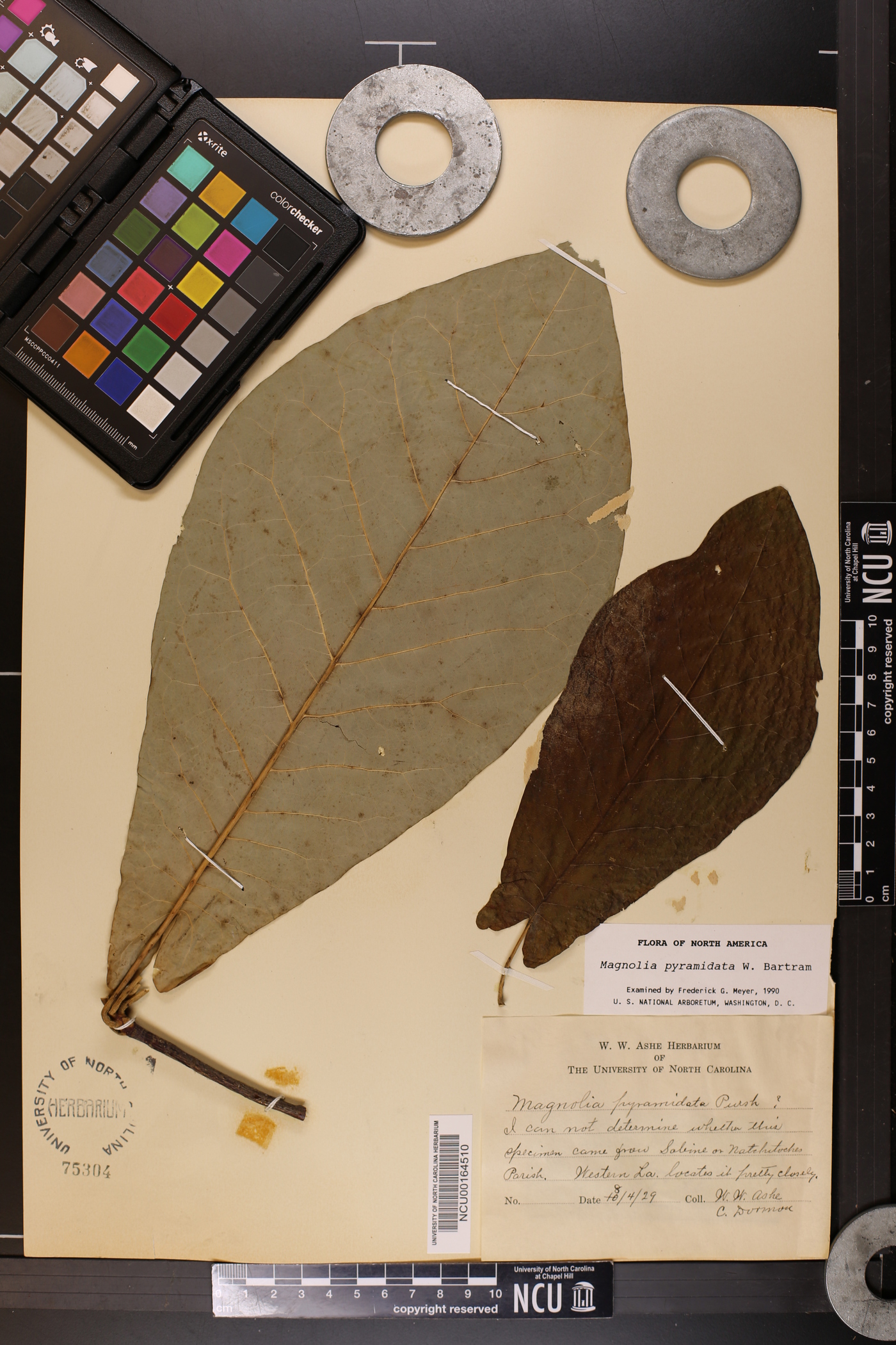 Magnolia pyramidata image