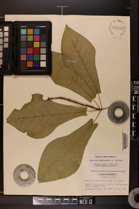 Magnolia pyramidata image