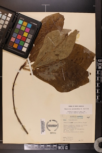 Magnolia pyramidata image