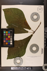 Magnolia pyramidata image