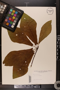 Magnolia pyramidata image