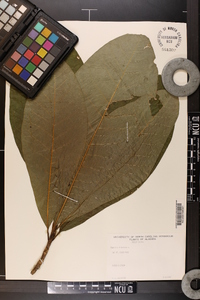 Magnolia tripetala image