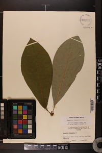 Magnolia tripetala image