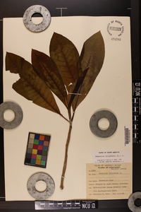 Magnolia tripetala image