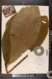 Magnolia tripetala image