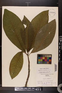 Magnolia tripetala image