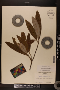 Magnolia virginiana image