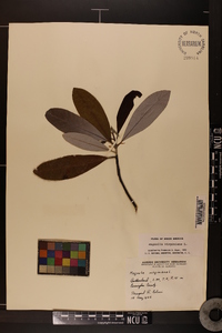 Magnolia virginiana image