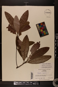 Magnolia virginiana image