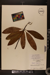 Magnolia virginiana image