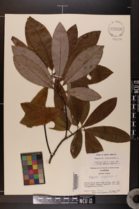 Magnolia virginiana image