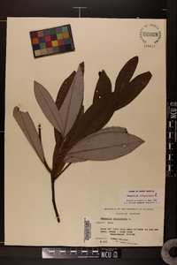 Magnolia virginiana image