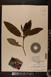 Magnolia virginiana image