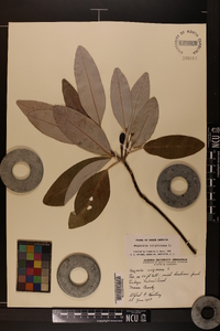 Magnolia virginiana image