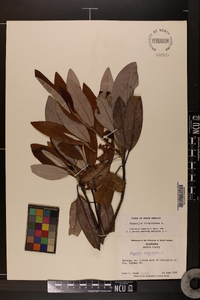 Magnolia virginiana image