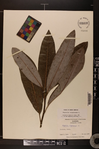 Magnolia virginiana image