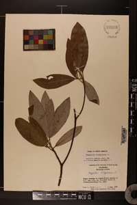 Magnolia virginiana image