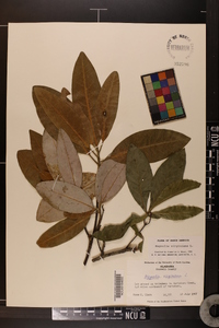 Magnolia virginiana image