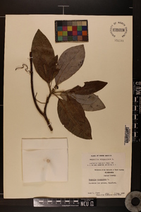 Magnolia virginiana image