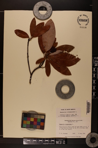 Magnolia virginiana image