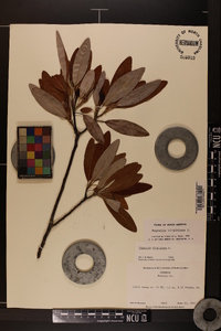 Magnolia virginiana image