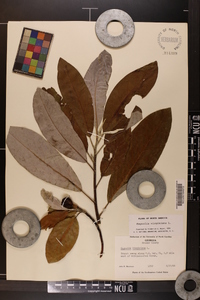 Magnolia virginiana image