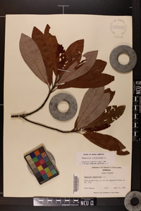 Magnolia virginiana image