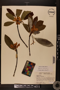 Magnolia virginiana image