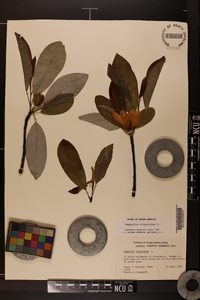 Magnolia virginiana image