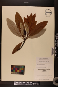 Magnolia virginiana image