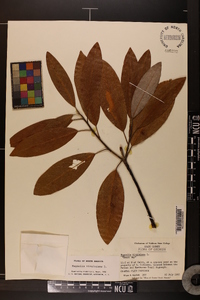 Magnolia virginiana image