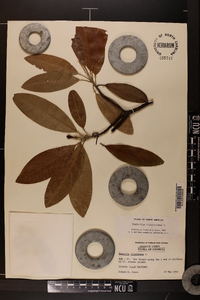 Magnolia virginiana image