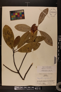 Magnolia virginiana image