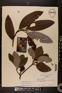 Magnolia virginiana image